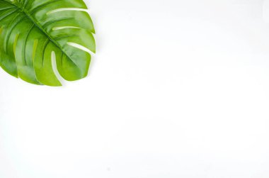 Monstera yazı beyaz arkaplanda bırakır metin ve üst görünüm için bir boşluk ile.