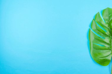 Monstera yazı mavi arka planda mesaj için boşluk bırakarak geçirir. Üst görünüm.