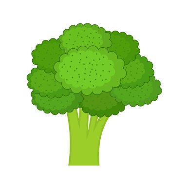 Brokoli beyaz zemin üzerinde. Vektör çizim