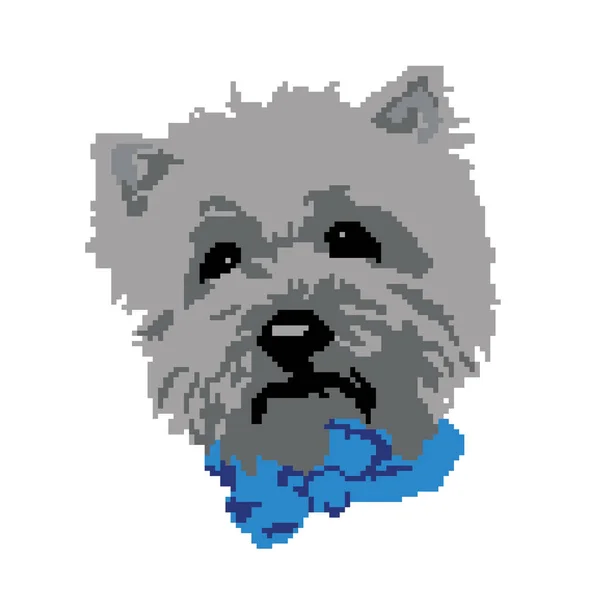 Vector Illustration Dog Bichon Havana — Stock Vector