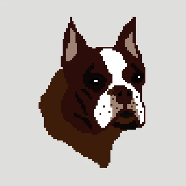 Ilustracja Wektora Psa Boston Terrier — Wektor stockowy