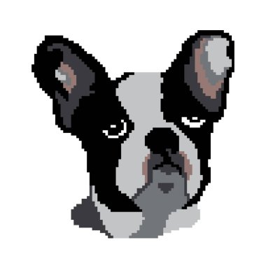 Fransız Bulldog 'unun vektör çizimi 