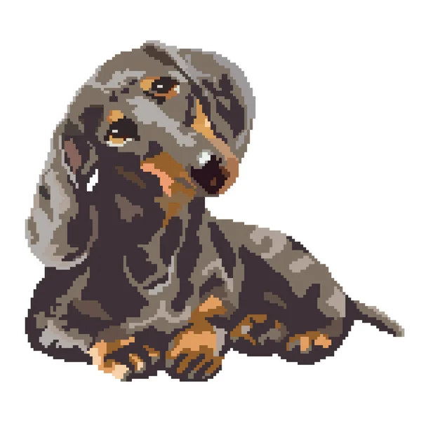 Vector Illustration Dog Domestic Pet Dachshund — Stock Vector