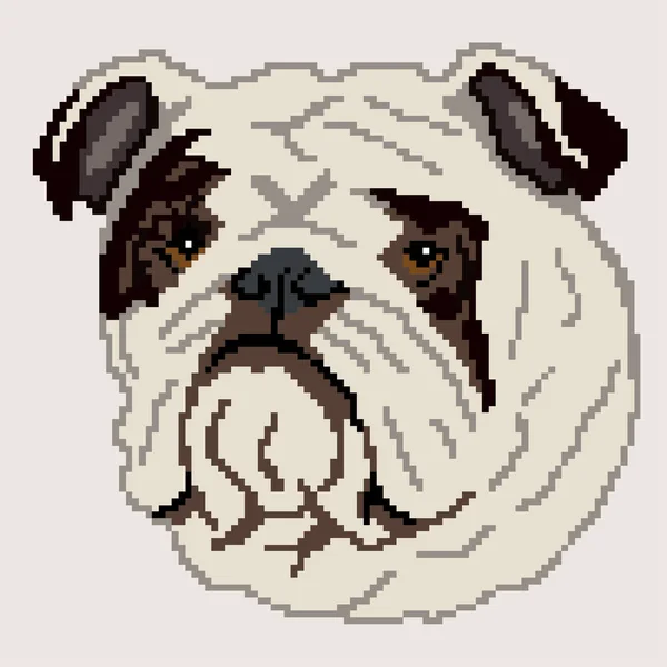 Vektor Illustration Engelska Bulldog Hund — Stock vektor