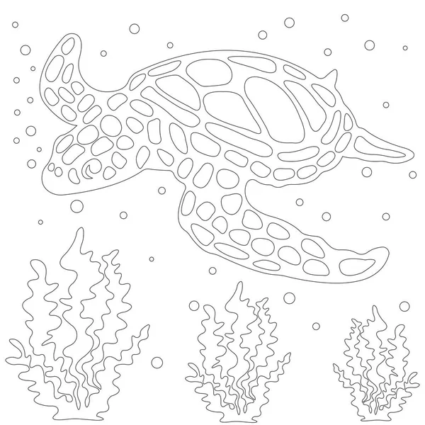 바다거북의 — 스톡 벡터