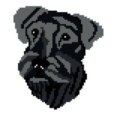 Köpek, hayvan ve Schnauzer 'in vektör çizimi 