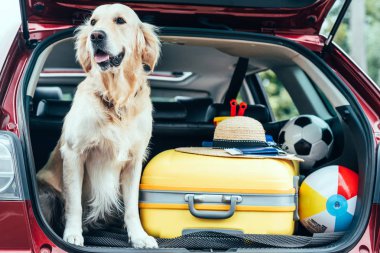 close up view of dog sitting in car trunk with wheeled bag, straw hat and balls for travel  clipart