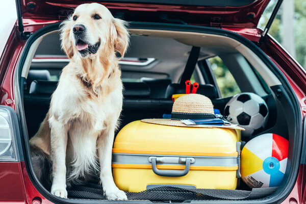 крупный план собаки, сидящей в багажнике автомобиля с сумкой на колесах, соломенной шляпой и шариками для путешествий
 