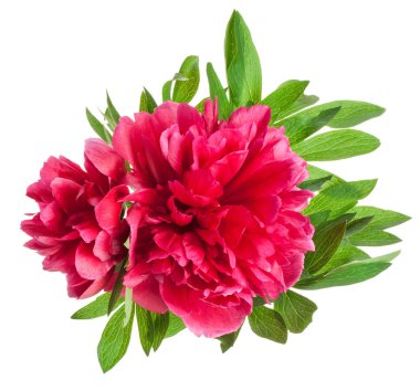 Şakayık çiçekleri beyaz izole