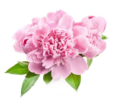 Şakayık çiçekleri beyaz izole