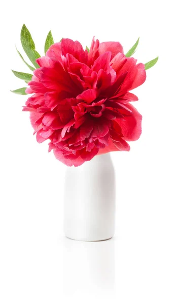 Pfingstrose Blume Weißer Vase Isoliert Auf Weiß — Stockfoto