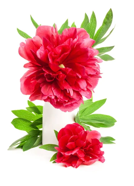 Bloemen Zalm Kleurige Peony Geïsoleerd Witte Achtergrond — Stockfoto