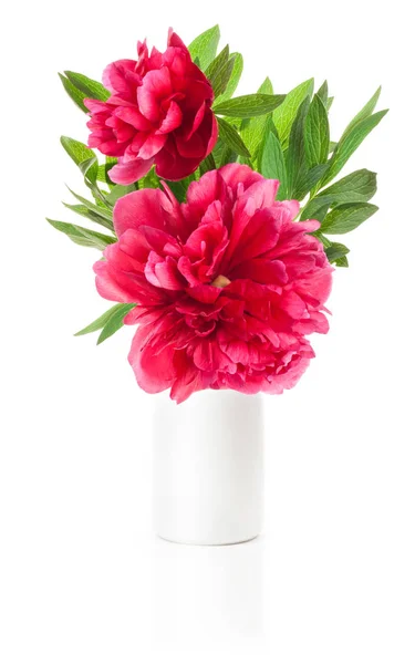 Pfingstrose Blume Weißer Vase Isoliert Auf Weiß — Stockfoto