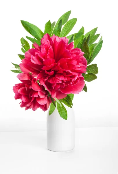 Pfingstrose Blume Weißer Vase — Stockfoto