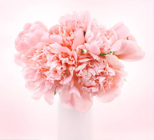 Rosa Pfingstrose Blumen Hintergrund — Stockfoto