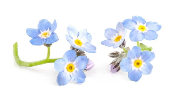Våren Blå Förgätmigej Blommor Närbild Isolerade Vit Bakgrund — Stockfoto