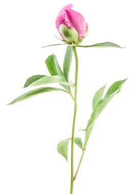 Beyaz izole şakayık bud