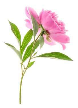 Şakayık çiçeği bembeyaz