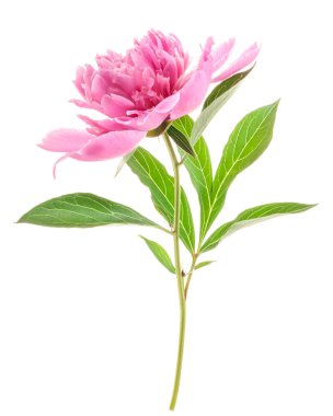 Şakayık çiçeği bembeyaz