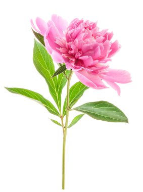 Şakayık çiçeği bembeyaz