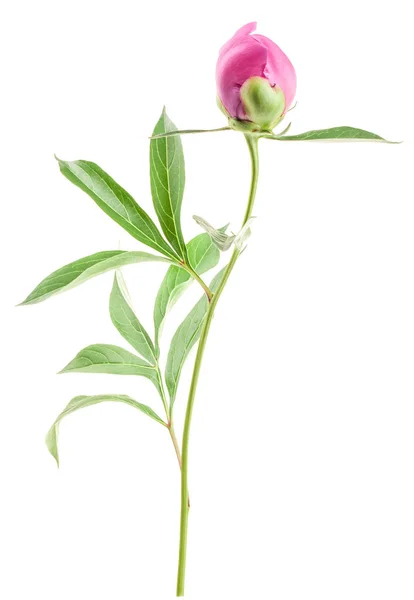 Peony Bud Geïsoleerd Wit — Stockfoto