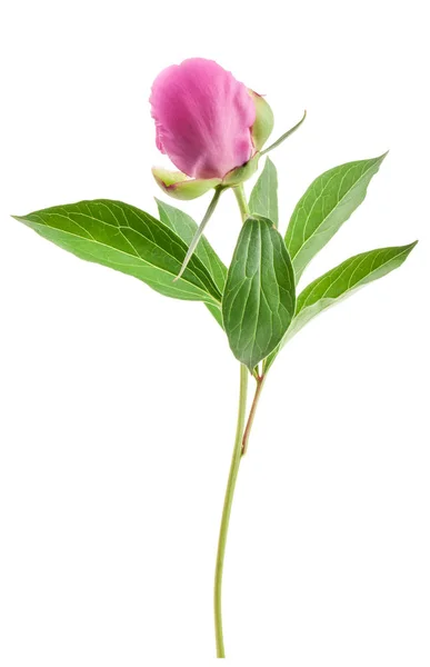 Peony Bud Geïsoleerd Wit — Stockfoto