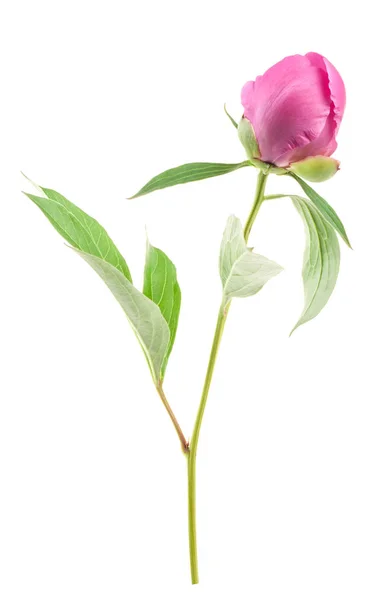 Gemme Peonia Isolate Bianco — Foto Stock