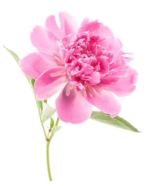 Floare Bujor Izolată Alb — Fotografie, imagine de stoc