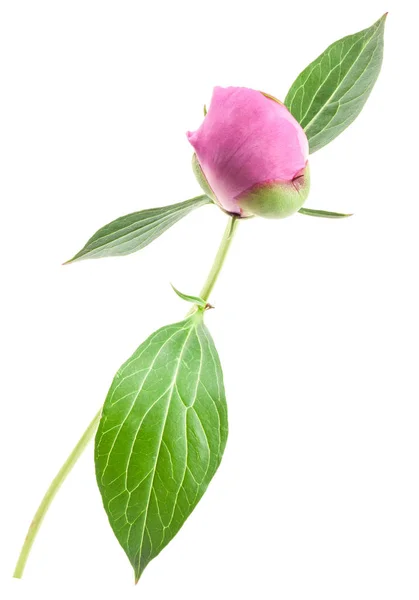 Peony Bud Geïsoleerd Wit — Stockfoto