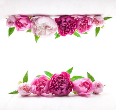 Beyaz arka plan üzerinde güzel pembe peonies.