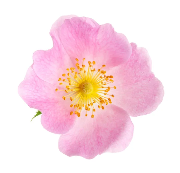 Hundsrose Rosa Canina Blüten Isoliert Auf Weißem Hintergrund — Stockfoto