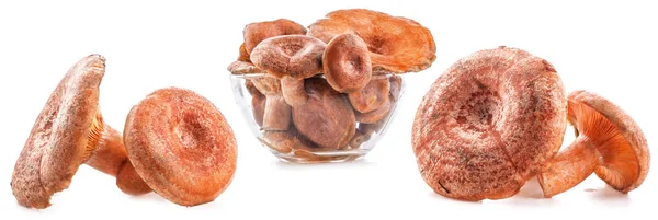 Saffran Riskor Lactarius Deliciosus Isolerad Vit Bakgrund — Stockfoto