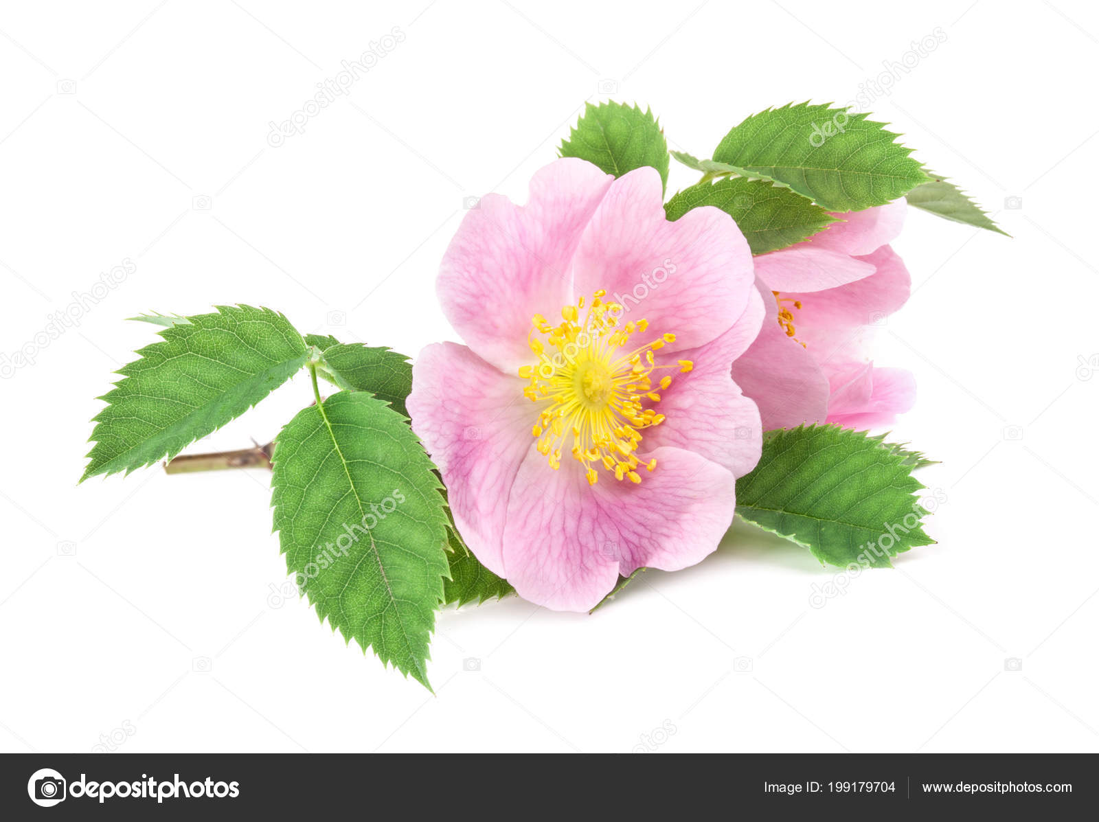 玫瑰臀部罗莎蔷薇在白色背景下开花分离 图库照片 C Msk Nina