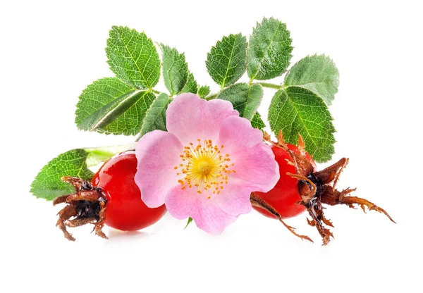 Hagebutten Rosa Canina Blumen Und Früchte Isoliert Auf Weißem Hintergrund — Stockfoto