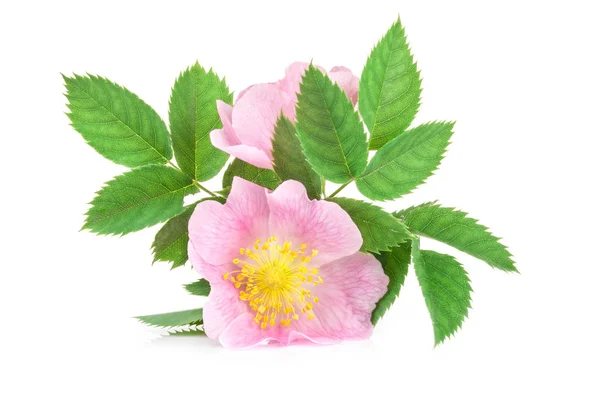 Dzikiej Róży Rosa Canina Kwiat Białym Tle — Zdjęcie stockowe