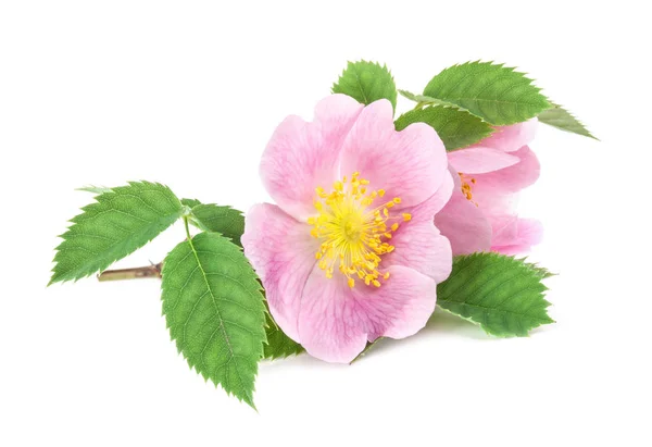 Rose Heupen Rosa Canina Bloesem Geïsoleerd Witte Achtergrond — Stockfoto