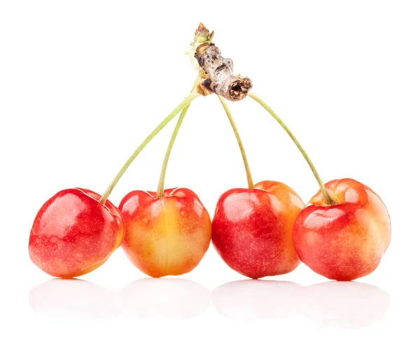 Rainier Cherries Isolated White Background — Stock Photo, Image