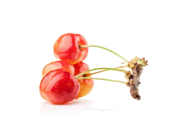 Rainier Cherries Isolated White Background — Stock Photo, Image