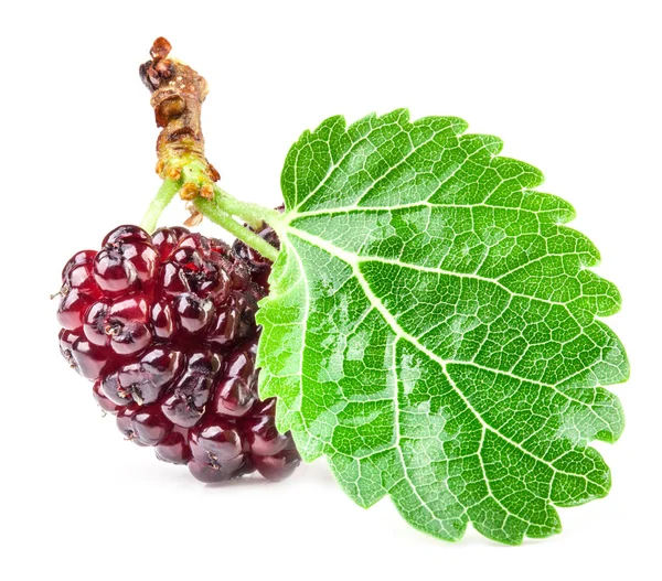 Mulberries Leaf Isolated White Background — Stock Photo, Image