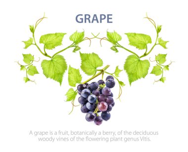 Ripe dark grapes with leaves, template for your design. Isolated on white background  clipart