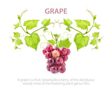 Red Globe üzüm yaprakları, tasarım şablonu ile. Beyaz arka plan üzerinde izole 