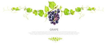 Ripe dark grapes with leaves, template for your design. Isolated on white background  clipart