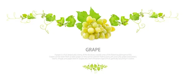 Rijpe Druiven Met Bladeren Sjabloon Voor Ontwerp Geïsoleerd Witte Achtergrond — Stockfoto