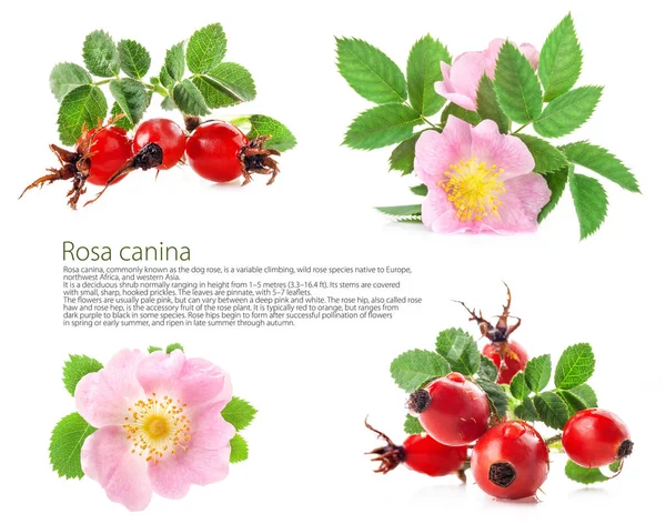 Rose Heupen Rosa Canina Bloesem Geïsoleerd Witte Achtergrond — Stockfoto