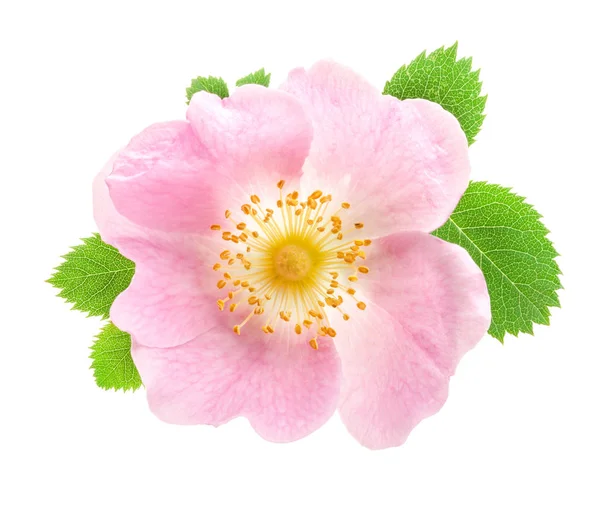 Nypon Rosa Canina Blomma Isolerad Vit Bakgrund — Stockfoto