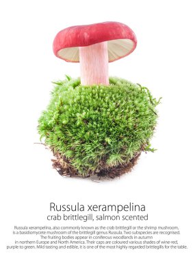 (Somon kokulu) Russula xerampelina moss beyaz arka plan üzerinde izole bir orman sahne üzerinde