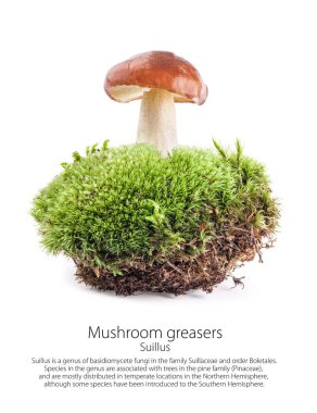 Beyaz arka plan üzerinde izole bir orman sahne yosun üzerinde mantar Yağlılar (Suillus)