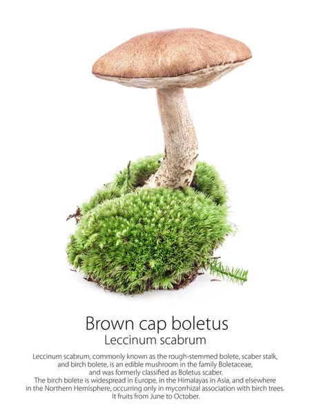 Kahverengi kap çörek (Leccinum scabrum) Mantar beyaz arka plan üzerinde izole moss üzerinde