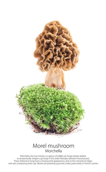 Morel Champignon Sur Mousse Dans Une Scène Forêt Isolé Sur — Photo