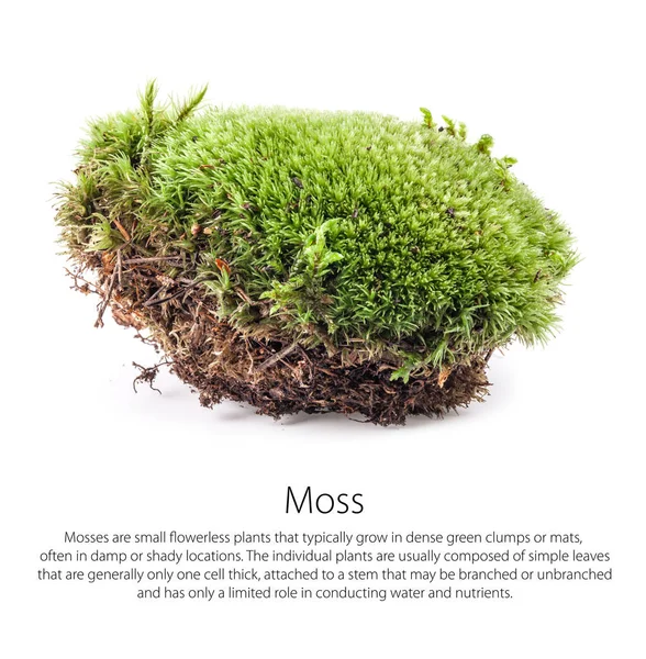 Grünes Moos Isoliert Auf Weißem Hintergrund — Stockfoto